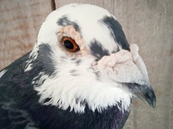 Predám poštové holuby - 7