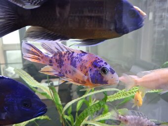 Ryby africke cichlidy - 7