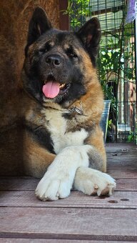 Americká akita - 7