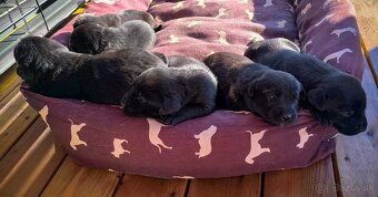 Steniatka Labrador - 7