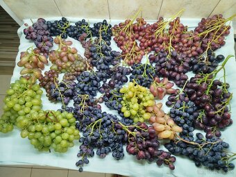 Predám odrezky viniča - 7