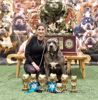 American bully xl xxl - 7