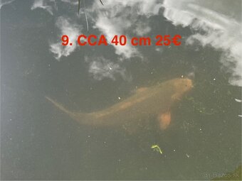 Koi Kapor - 7