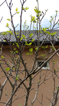 Sadenice Figy - 7