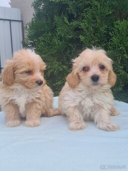 Maltipoo - 7