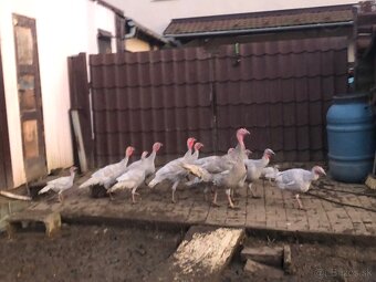 Morka Česká šedá bielolemovaná predaj - 7