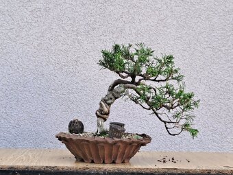 Bonsai / bonsaj - rozne, foto v prilohe, ponuka v texte - 7