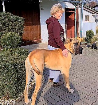Nemecká doga krytie - 7