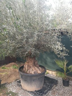 Olivovník bonsai - 7