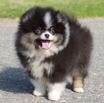 Pomeranian - 7