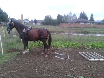 Nylonový postroj pre koňa čierno červený PONY - 7