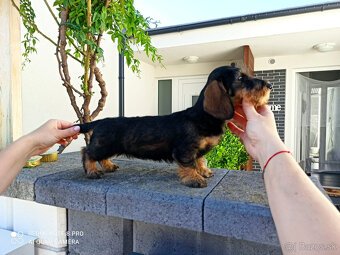 Jazvečík hrubosrstý trpasličí - králičí s PP - 7