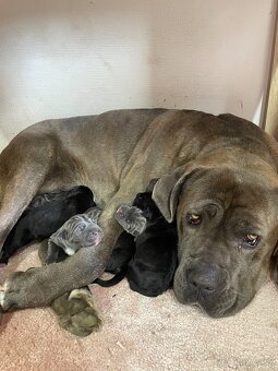 Cane Corso šteniatka - 7