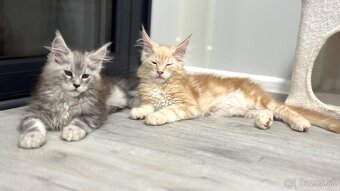 ELLIOT❣️Mainská Myvalia Maine Coon mačiatka - 7