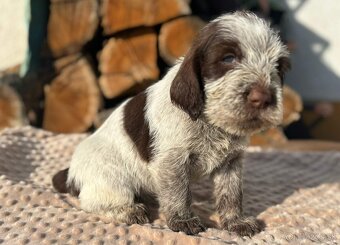 Taliansky spinone - 7