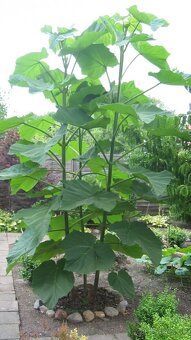 Paulownia Tomentosa volnokorenná minuloročná - 7