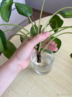Izbové rastliny - pilea peperomioides a Epipremnum Divý Jano - 7