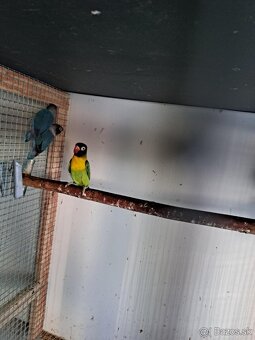 2025-Agapornis škraboškový Samček aj Samička. - 7