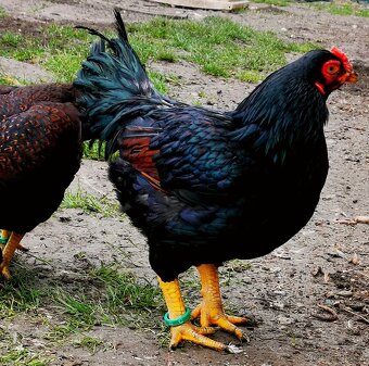 Predám, vymenim - 7