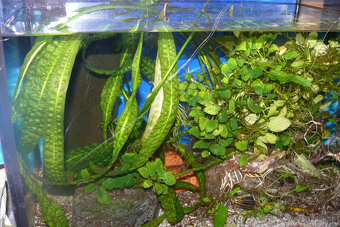 Prísavníky L 144 a rastlinky - 7