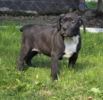 American Bully xl - 7