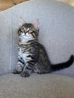 mačiatka Maine Coon/Nórska lesná + veľký domáci kocúr - 7