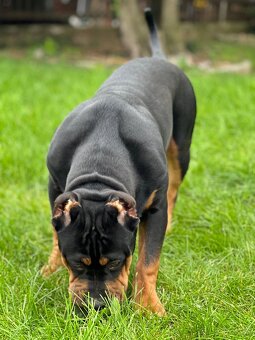 American bully xl/xxl - 7