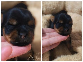 Yorkshire Terrier s PP (rodokmeňom), York, šteniatka - 7
