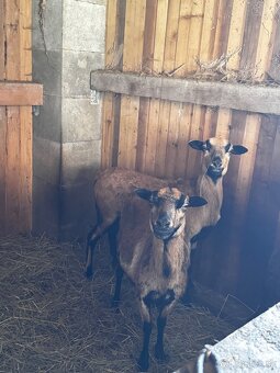 Kamerunské ovce - 7