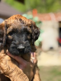 Briard s PP - 7