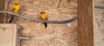 Aratinga Slnecna - 7