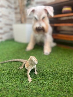 Terarium + samec agamy bradatej - 7
