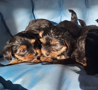 Yorkšhir,york,yorkšhirsky terier - 7