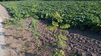 Paulownia Shan Tong  Agát sadenice - 7