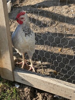 Kohút Dominant GS - 7