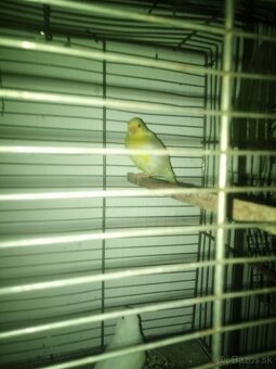Predám kanáriky - 7