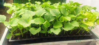 PRIESADY PLANTY - 7