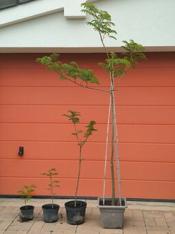 Albizia zelena-perzský hodvábny strom - 7