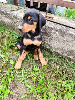 Doberman šteniatka - 7