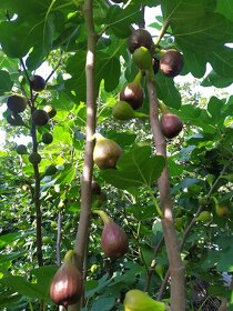 Predám FIGOVNÍK, figovníky Brown Turkey - 7