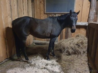 Ustajnenie ​🌿 Doprajte svojmu koňovi domov v srdci prírody - 7