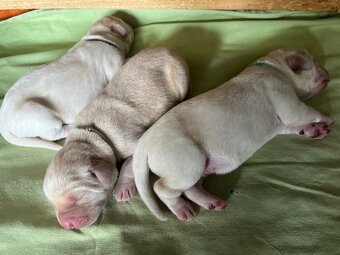 labradorský retriever FCI - žlté šteniatka - otec Grand šamp - 7