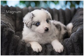 Border Collie Border Kolia s PP FCI  barva Blue Merle - 7