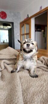 Havanský psík/ Bichon Havanais s PP - 7