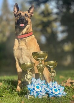 Belgický ovčiak Malinois s PP - 7