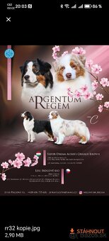 Australský ovčák s PP - 7