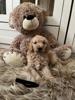 Goldendoodle F2 - 7