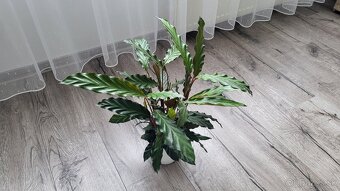 Kalatea (Calathea rufibarba) - 7