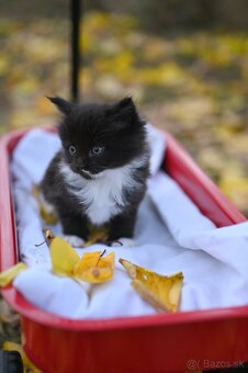 Mainská mývalia - maine coon - MCO 3 mačiatka - 7