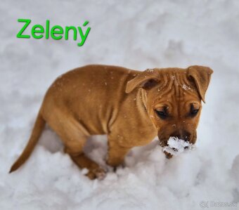 Americký stafordširský teriér - 7